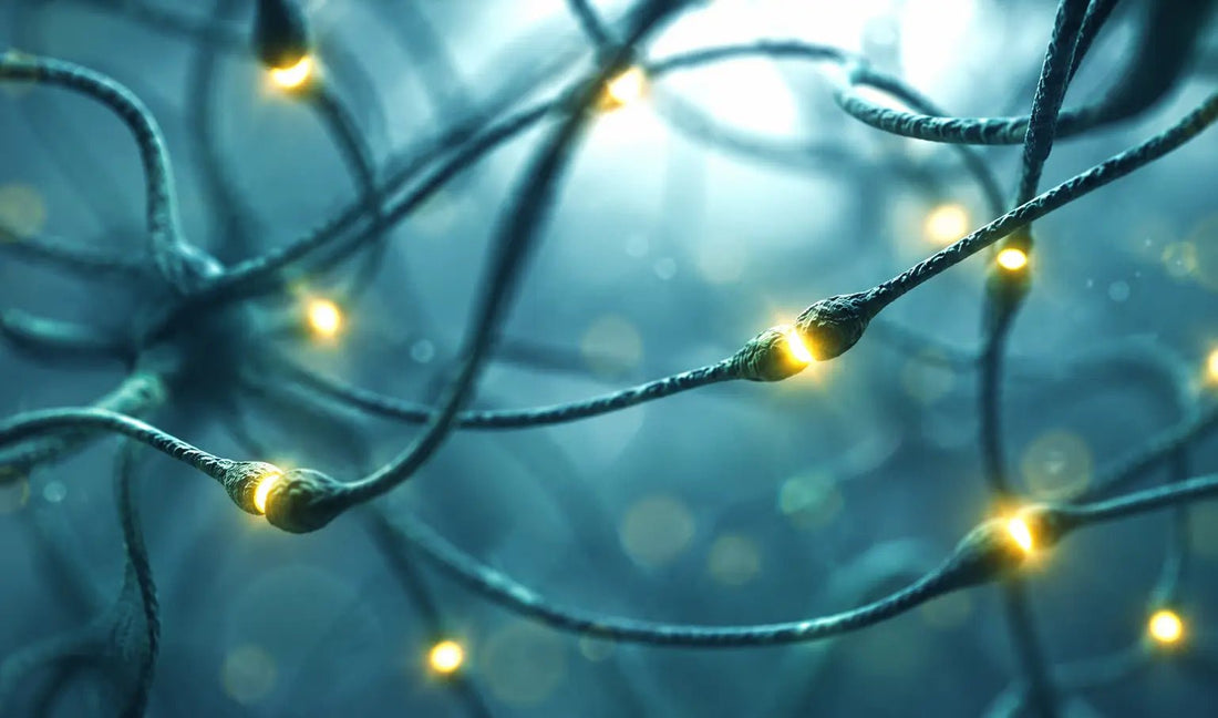 L-5-MTHF: The Active Folate Your Cells Actually Need for DNA, Brain, and Methylation