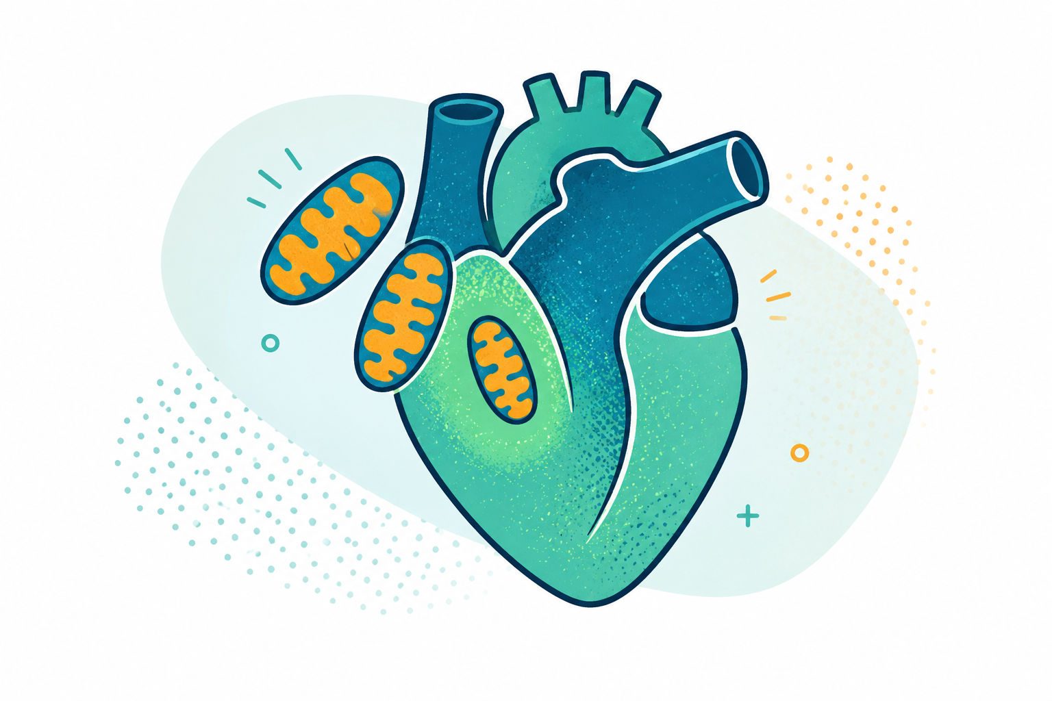 Heart Health and Mitochondrial Function: The Emerging Science That Changes How We Think About Cardiovascular Aging