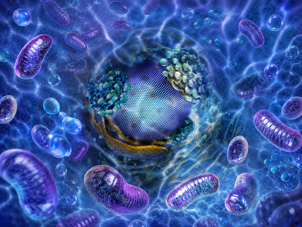 Endurance and Mitochondria: Why Cellular Energy Matters for Stamina