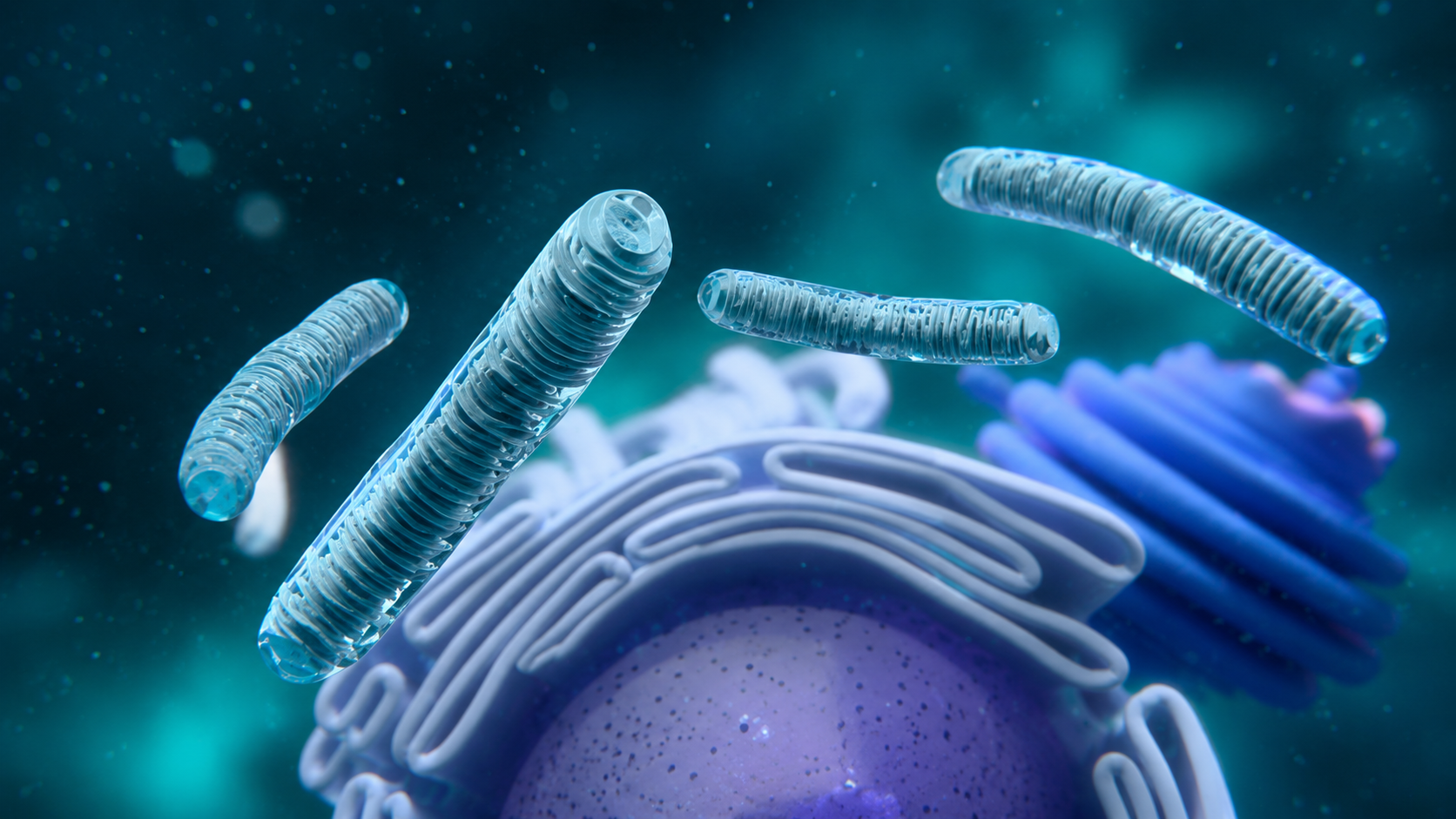 Mitophagy: Your Body's Most Powerful Anti-Aging System