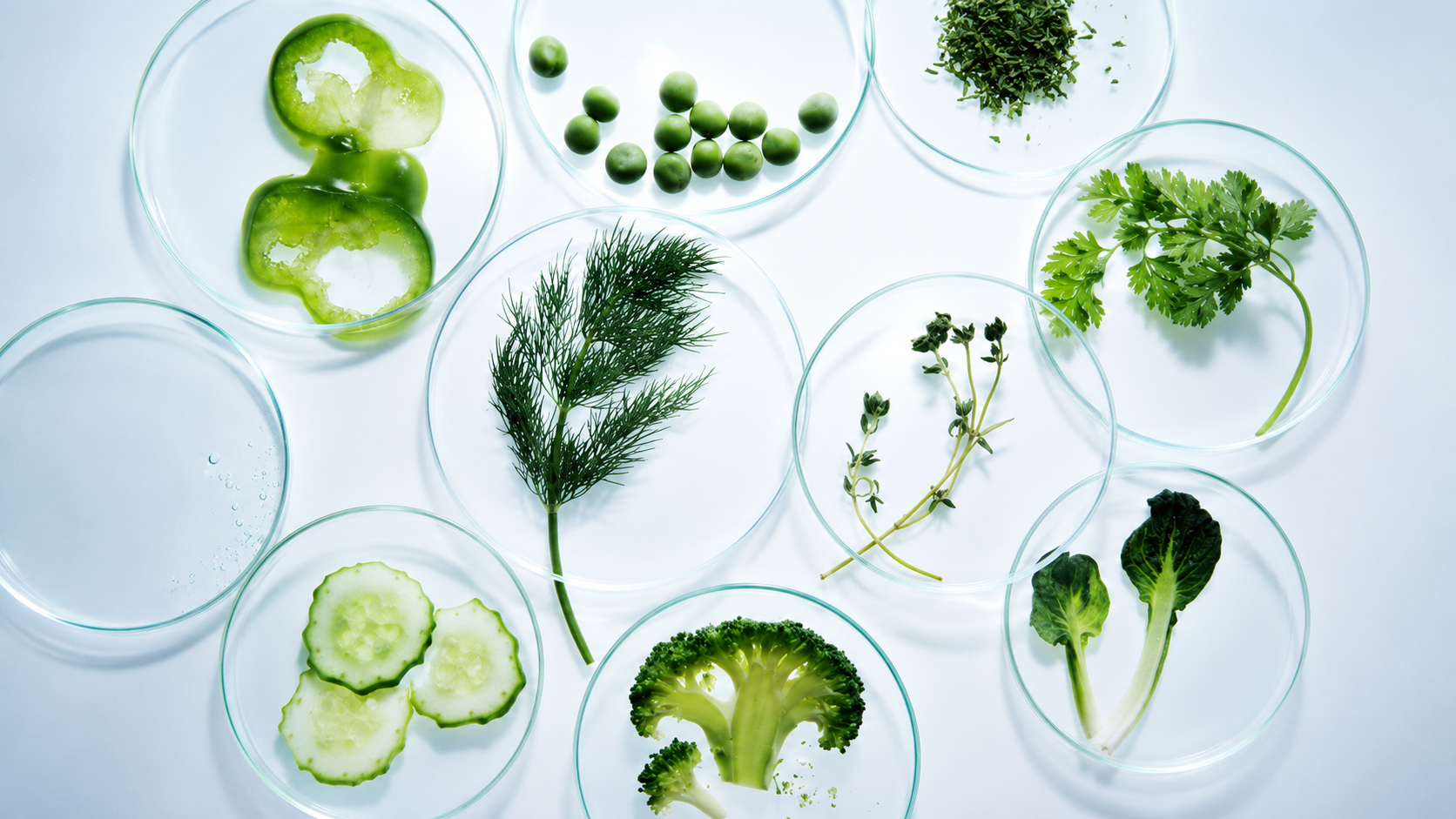 TOQUI Longevity Gummies: The Science Behind Every Ingredient