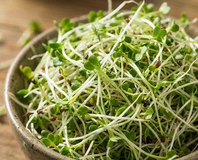 Broccoli Sprout Extract (standardized)