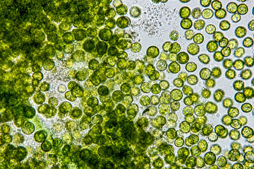Spirulina + Chlorella